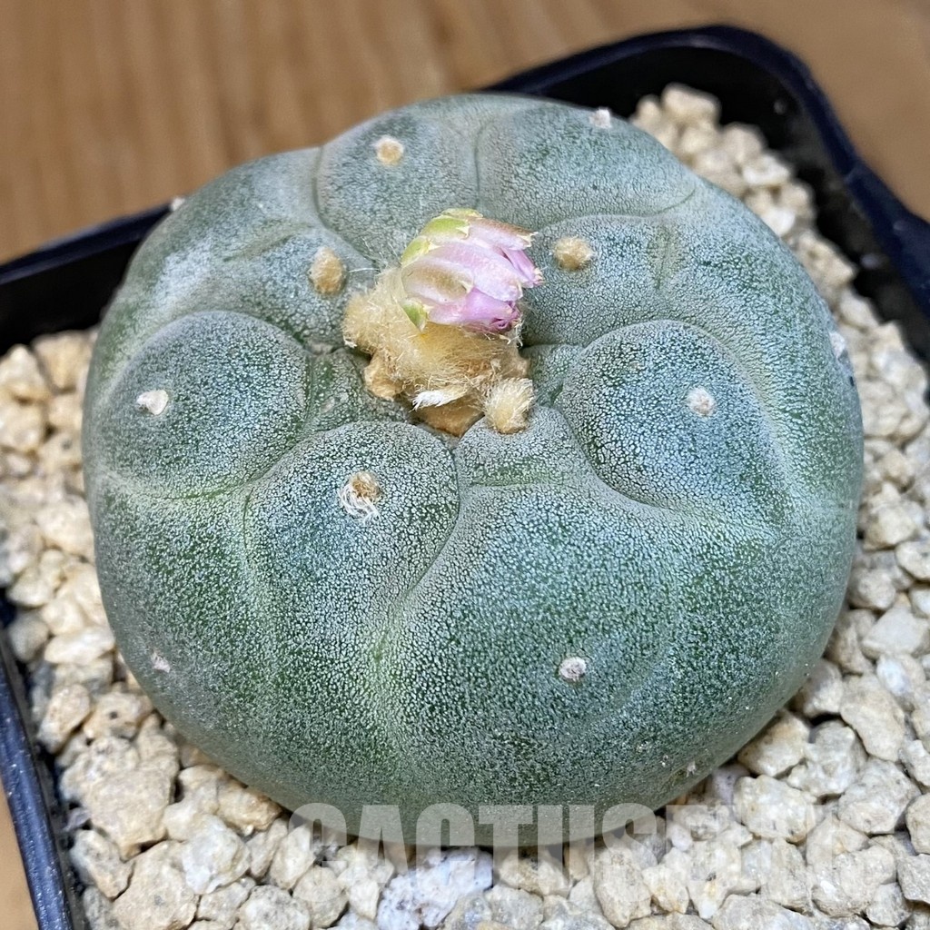 SH29470 Anhalonium frichii, seedling, own roots