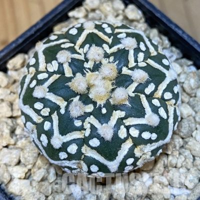 SH29485 Astrophytum asterias ‘Super Kabuto’ V-type f. nudum
