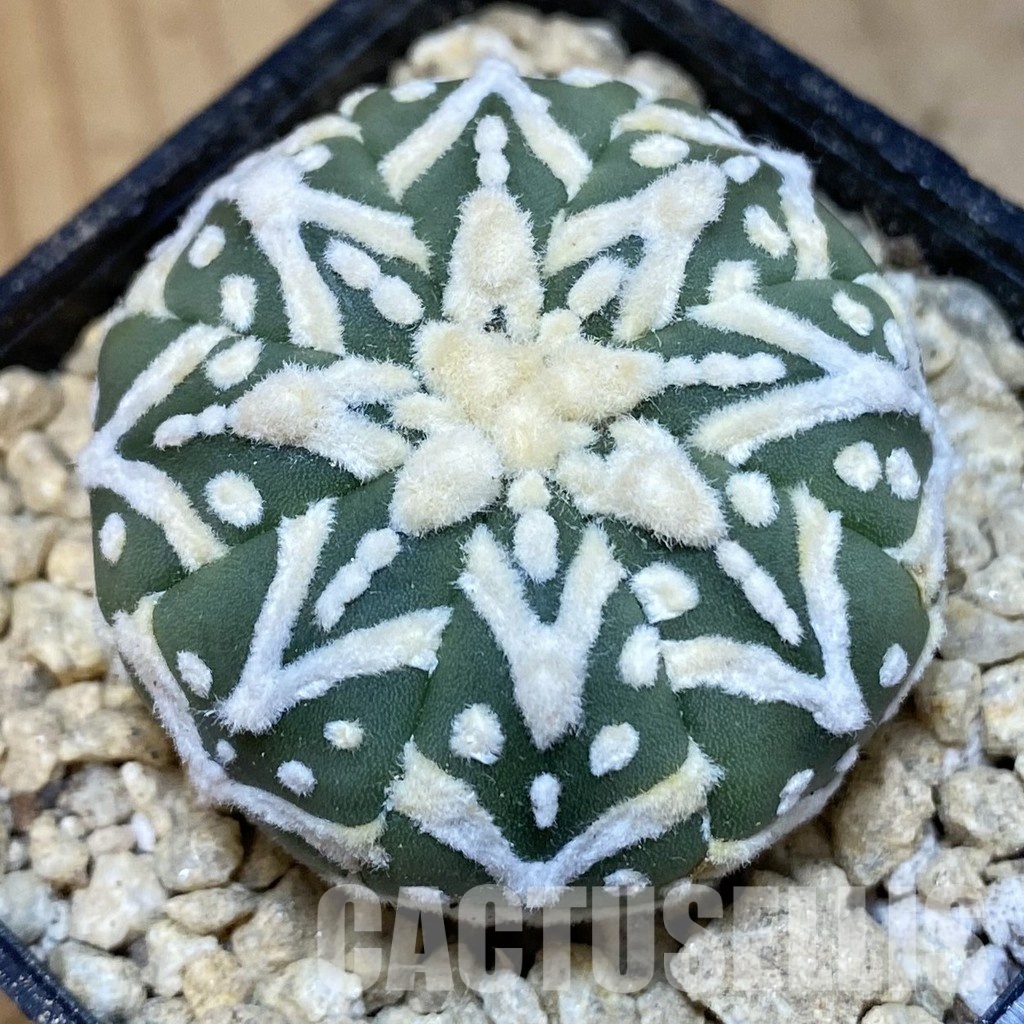 SH29486 Astrophytum asterias ‘Super Kabuto’ V-type f. nudum