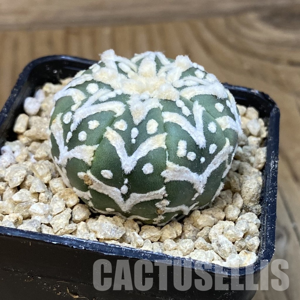 SH29486 Astrophytum asterias ‘Super Kabuto’ V-type f. nudum - Image 2