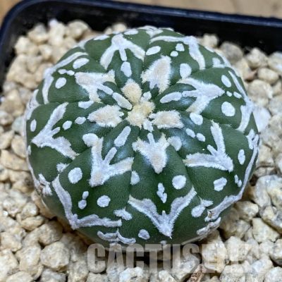 SH29487 Astrophytum asterias ‘Super Kabuto’ V-type f. nudum