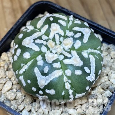 SH29488 Astrophytum asterias ‘Super Kabuto’ V-type f. nudum, 5-ribs