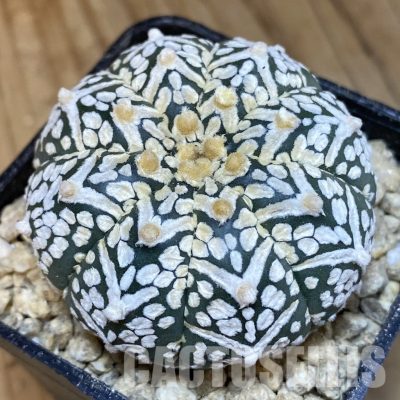 SH29489 Astrophytum asterias ‘Super Kabuto’ V-type