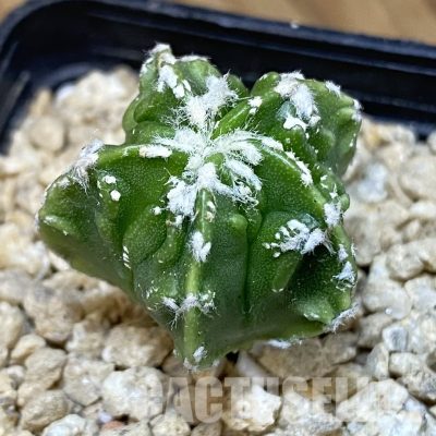 SH29491 Astrophytum myriostigma ‘Fukuryu’