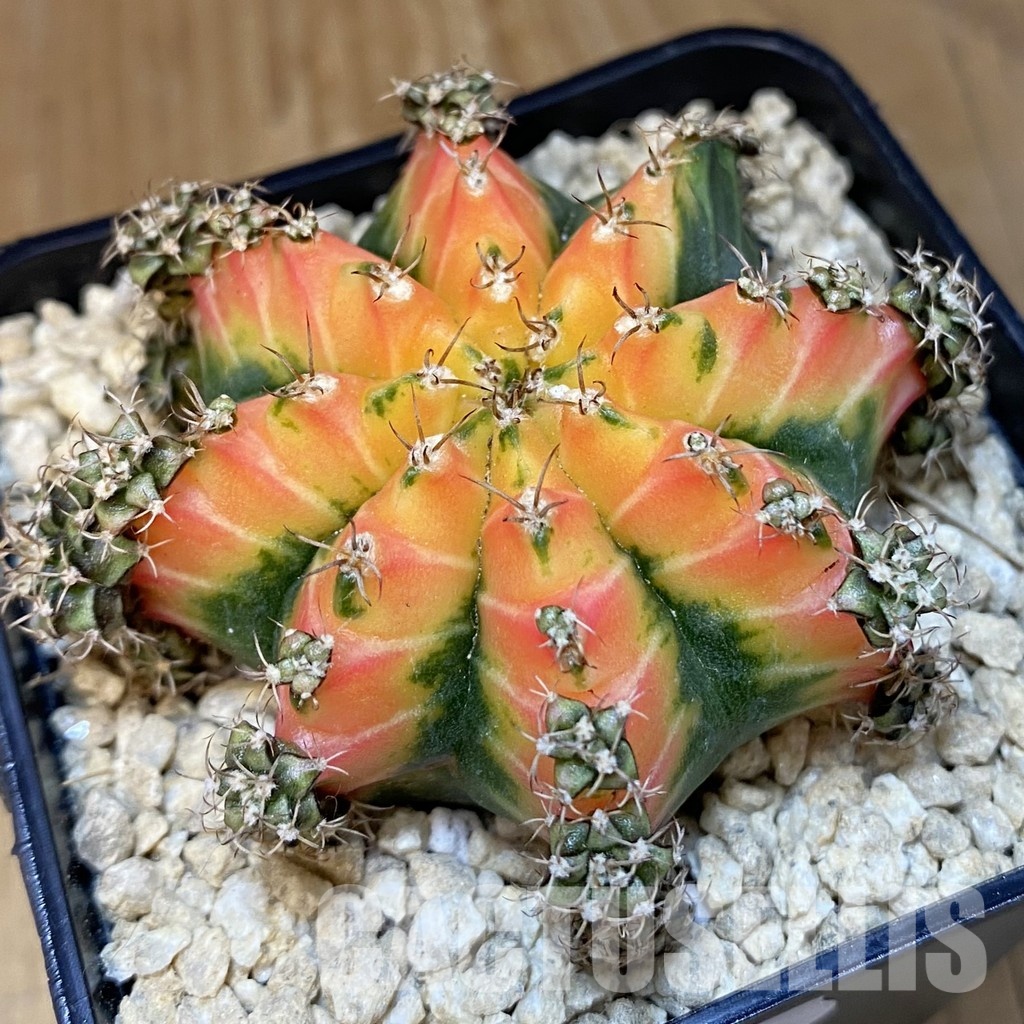 SH29492 Gymnocalycium mihanovichii 'Red Chilli'
