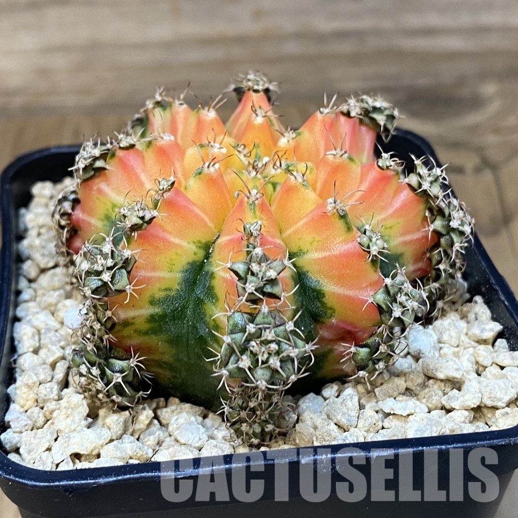 SH29492 Gymnocalycium mihanovichii 'Red Chilli' - Image 2