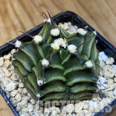 SH29499 Gymnocalycium mihanovichii 'Kikko', 5-ribs, seedling