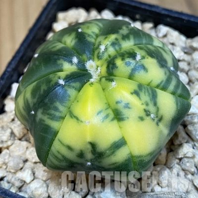 SH29630 Astrophytum asterias ‘Star Shape’ f. variegata, 7-ribs