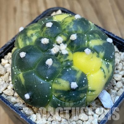 SH29631 Astrophytum asterias ‘Kikko’ f. variegata