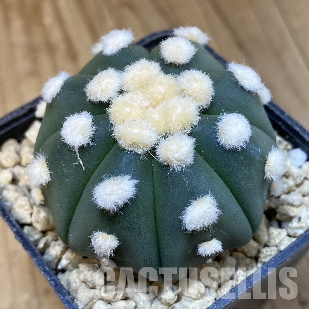 SH29634 Astrophytum asterias ‘Ooibo’