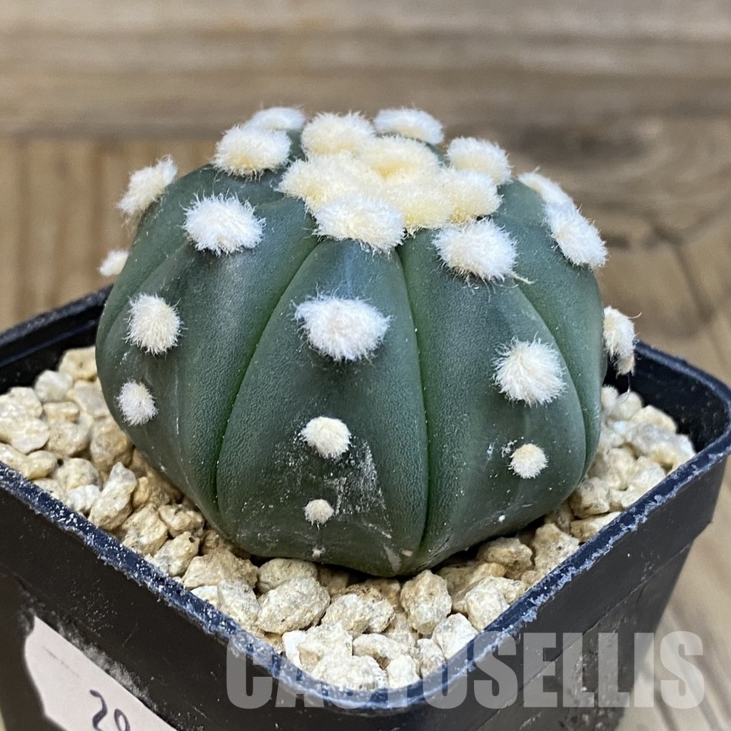 SH29634 Astrophytum asterias ‘Ooibo’ - Image 2