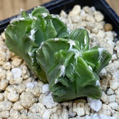 SH29639 Astrophytum myriostigma ‘Fukuryu’