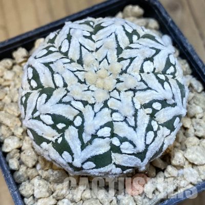 SH29641 Astrophytum asterias ‘Super Kabuto’ V-type f. nudum