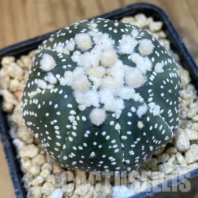SH29644 Astrophytum asterias ‘Hanazono’