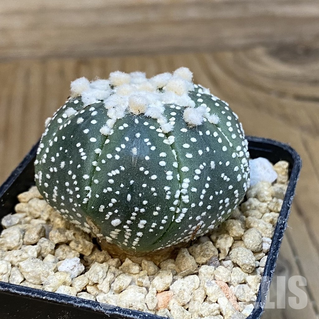 SH29644 Astrophytum asterias ‘Hanazono’ - Image 2