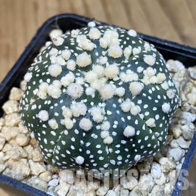 SH29646 Astrophytum asterias ‘Hanazono’