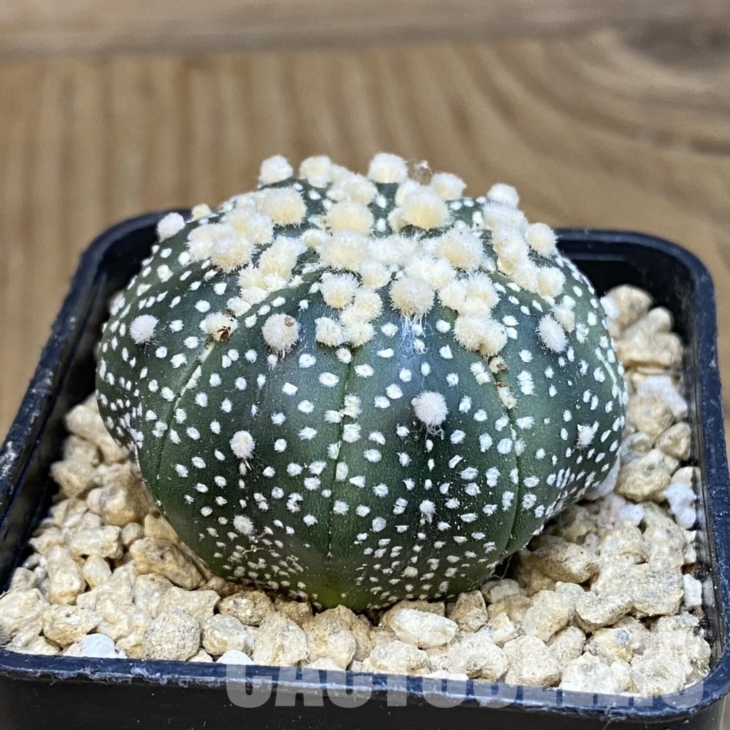 SH29646 Astrophytum asterias ‘Hanazono’ - Image 2