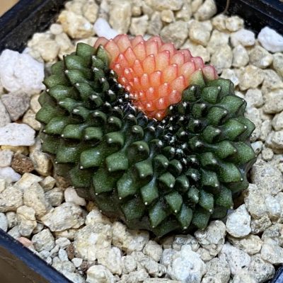 SH29650 Gymnocalycium mihanovichii 'inermis' f. variegata cristata, seedling