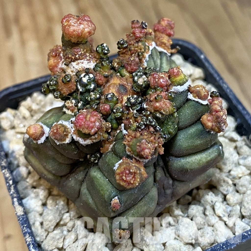 SH29652 Gymnocalycium mihanovichii ‘Transformer’