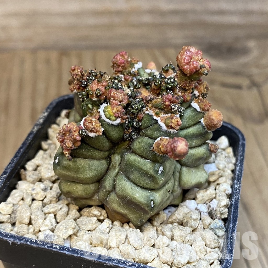 SH29652 Gymnocalycium mihanovichii ‘Transformer’ - Image 2