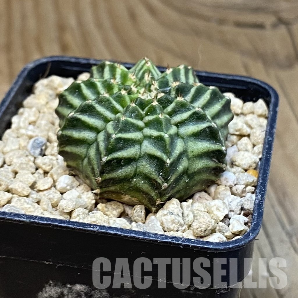 SH29654 Gymnocalycium mihanovichii ‘Kanomchan’ - Image 2