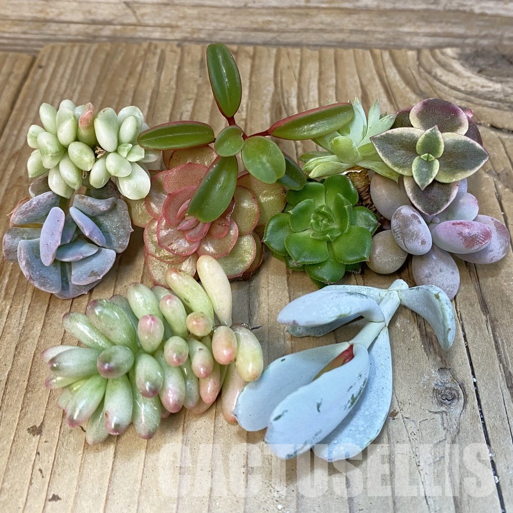 SH29662 Succulents mix, cuted