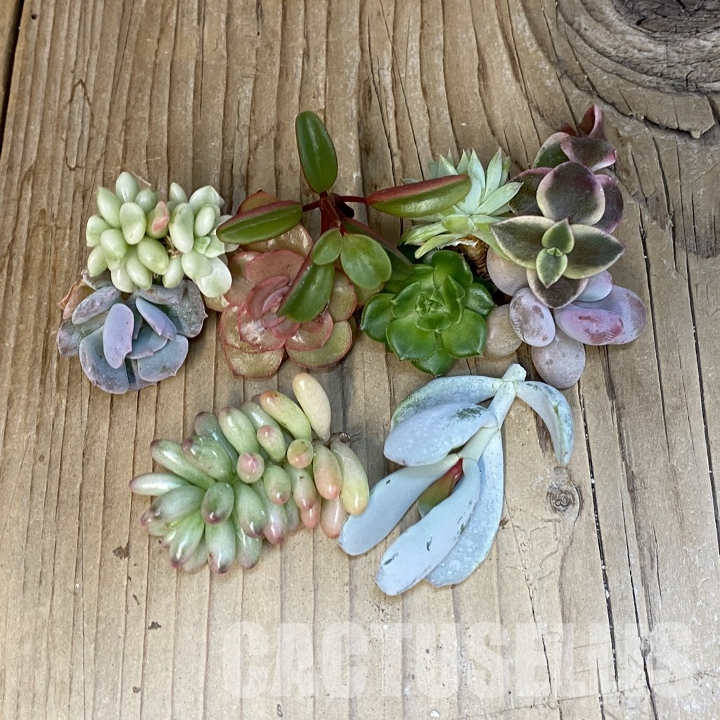 SH29662 Succulents mix, cuted - Image 2