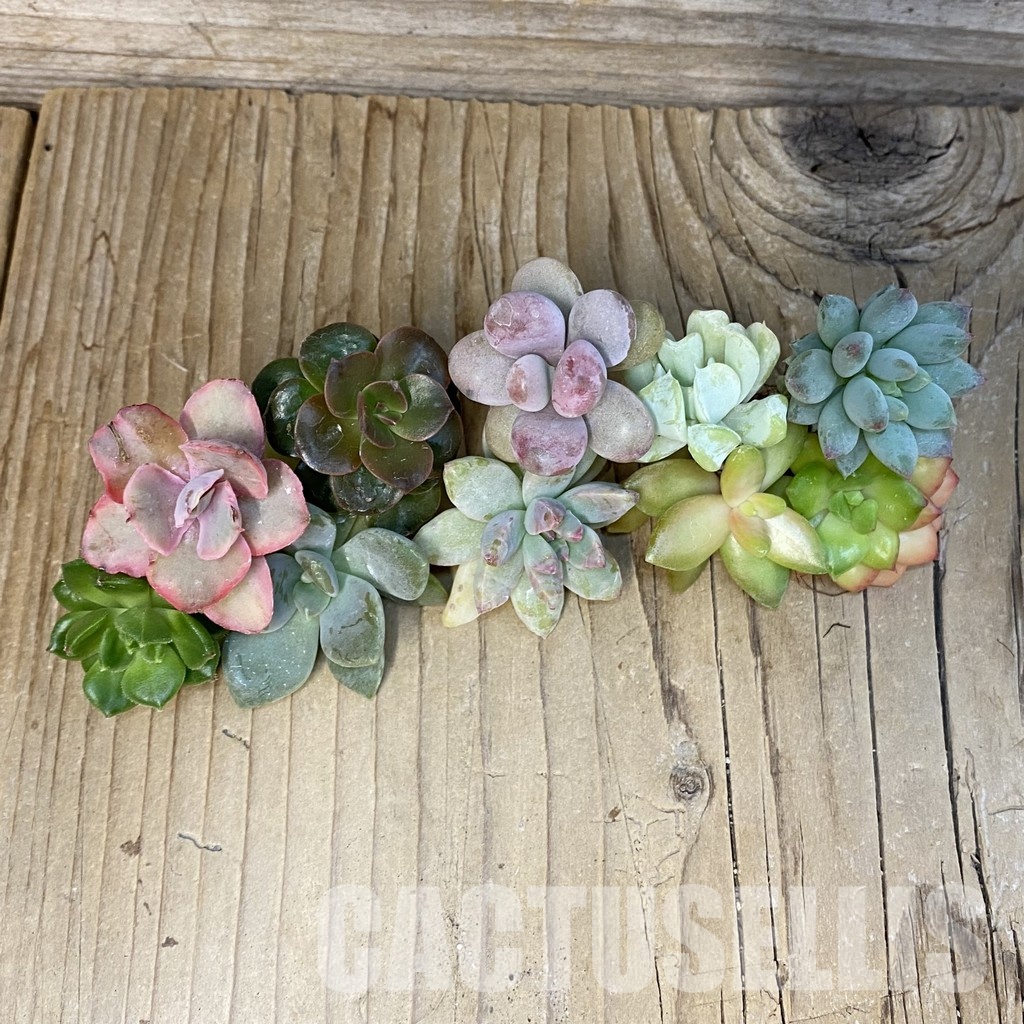 SH29663 Succulents mix, cuted - Image 2