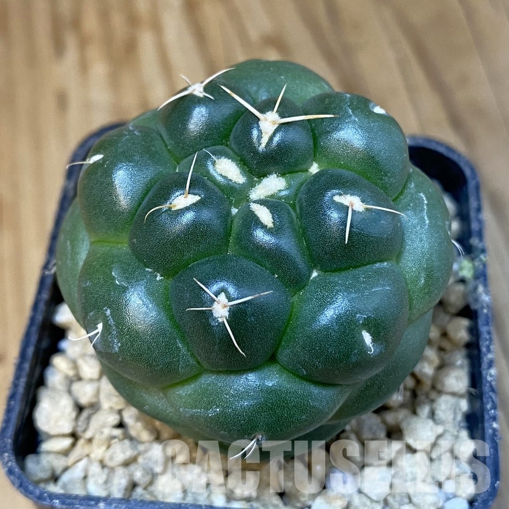 SH29602 Coryphantha elephantidens ‘inermis’