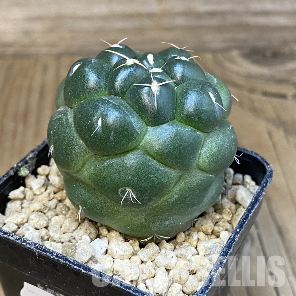 SH29602 Coryphantha elephantidens ‘inermis’ - Image 2
