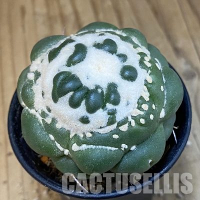 SH29604 Coryphantha elephantidens ‘inermis’ f. monstrosa