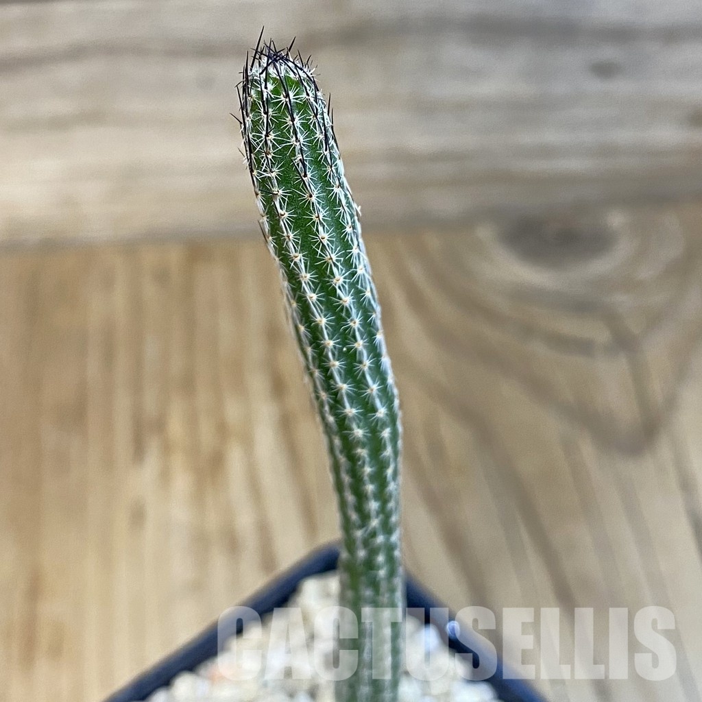 SH29605 Wilcoxia poselgeri