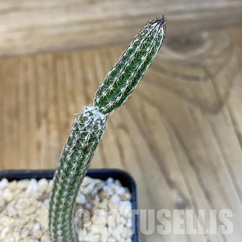 SH29606 Wilcoxia poselgeri