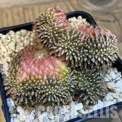 SH29597 Gymnocalycium mihanovichii variegata f. cristata, own roots, seedling