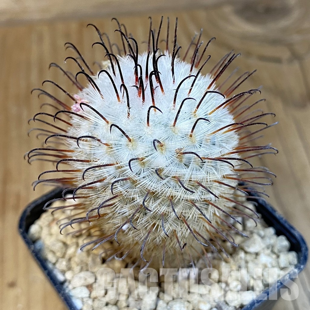 SH29614 Mammillaria perezdelarosae