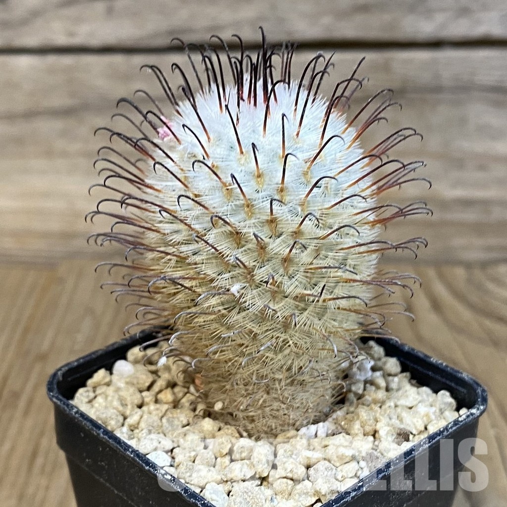 SH29614 Mammillaria perezdelarosae - Image 2