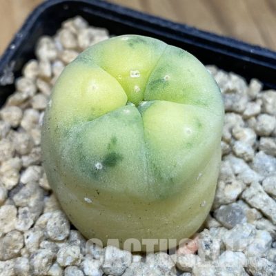 SH29617 Anhalonium frichii f. variegata, seedling, own roots