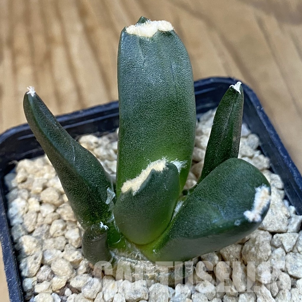 SH29620 Ariocarpus retusus ‘Three Finger’, own roots seedling - Image 2