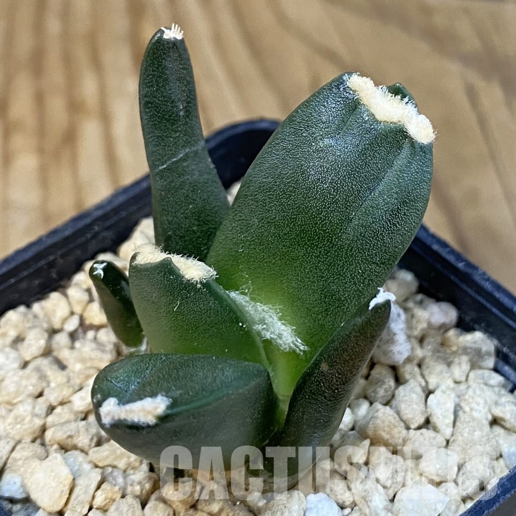 SH29620 Ariocarpus retusus ‘Three Finger’, own roots seedling