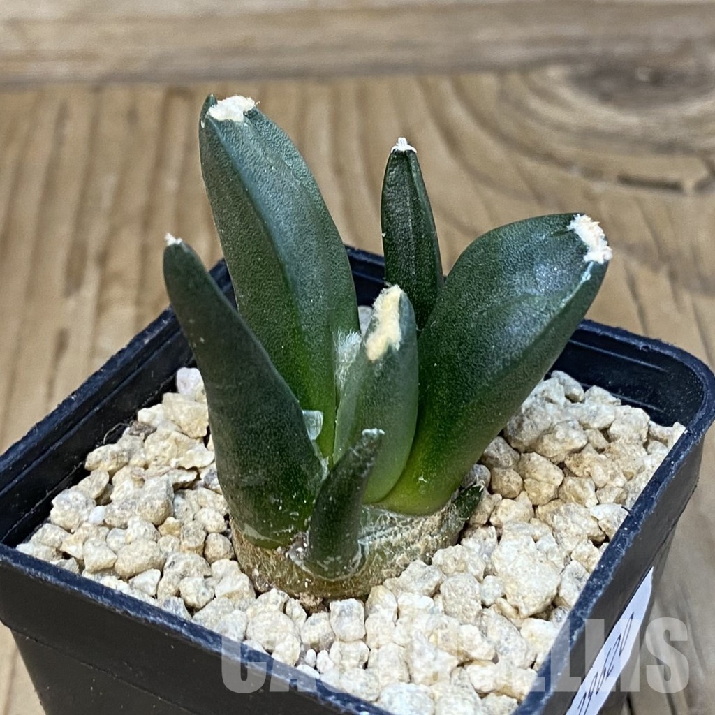 SH29620 Ariocarpus retusus ‘Three Finger’, own roots seedling - Image 3