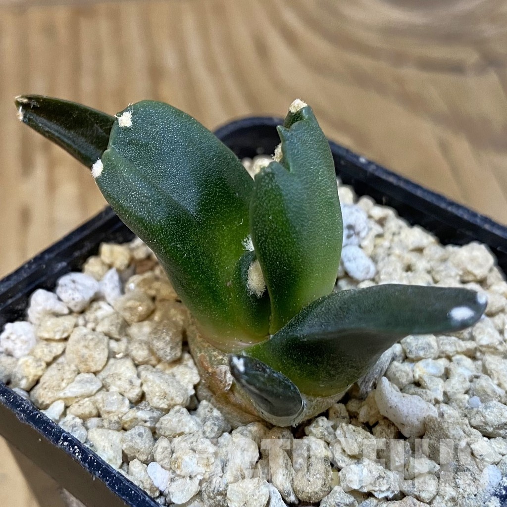 SH29621 Ariocarpus retusus ‘Three Finger’, own roots seedling
