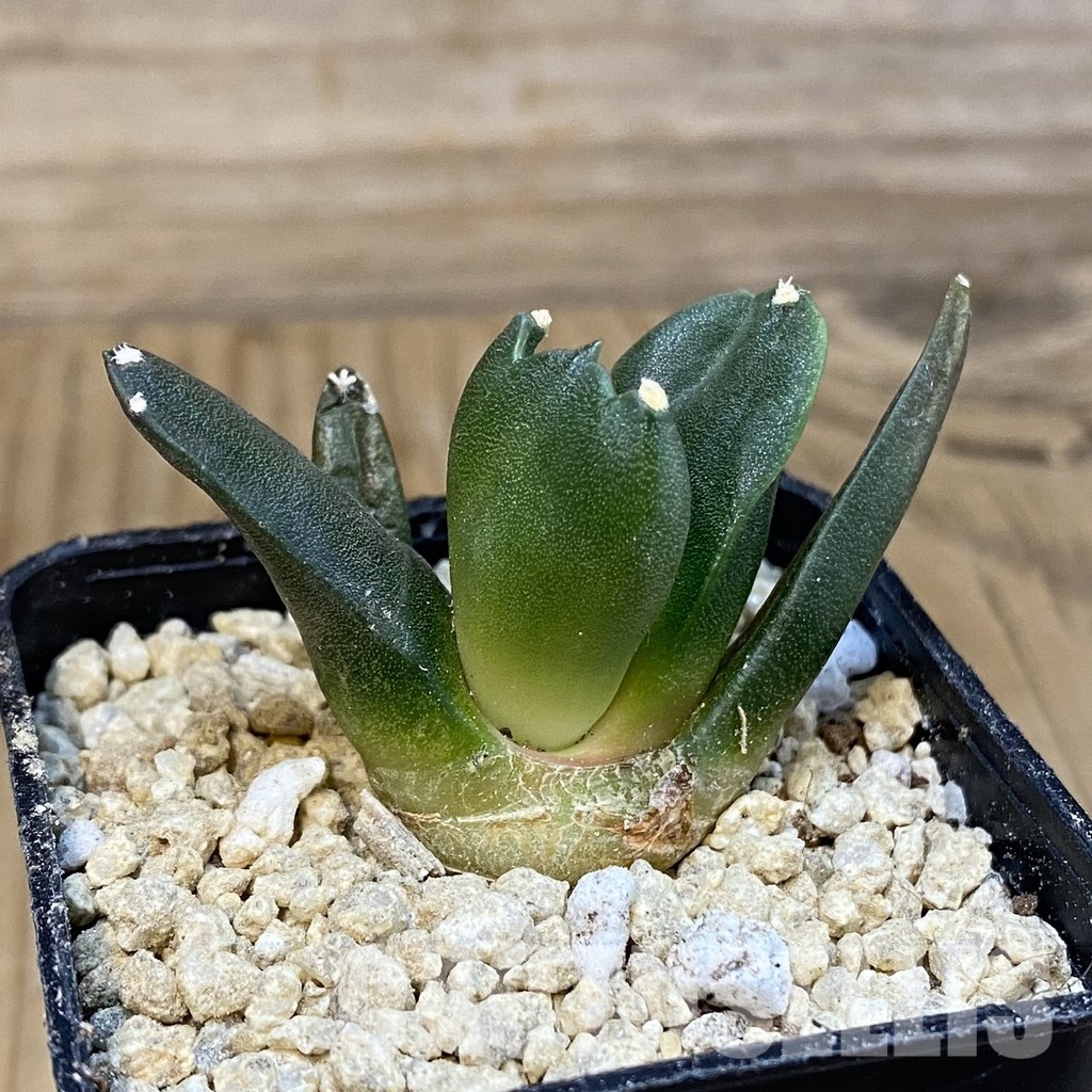 SH29621 Ariocarpus retusus ‘Three Finger’, own roots seedling - Image 2