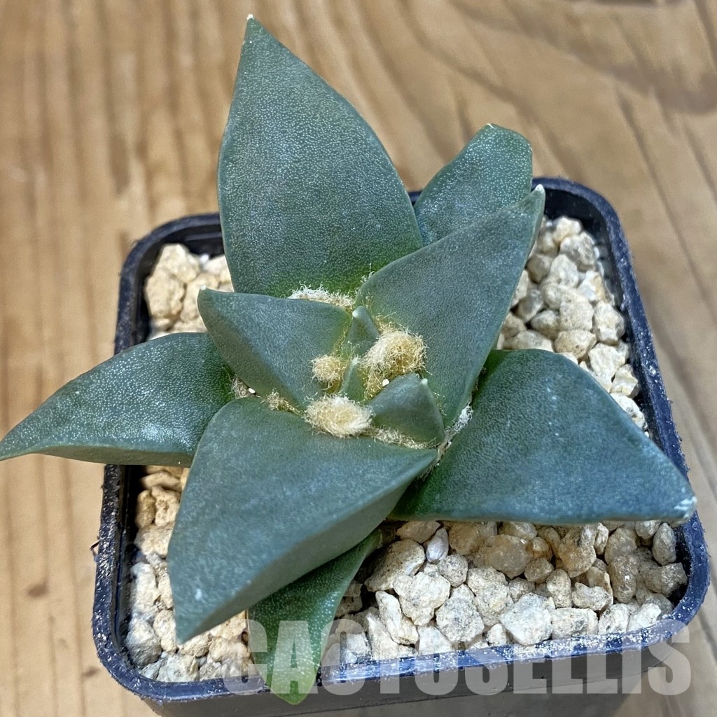 SH29625 Ariocarpus trigonus hybrid, own roots seedling