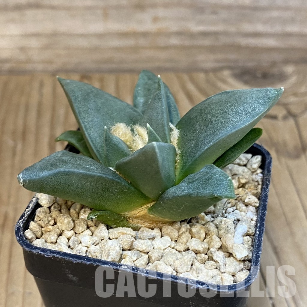 SH29625 Ariocarpus trigonus hybrid, own roots seedling - Image 2
