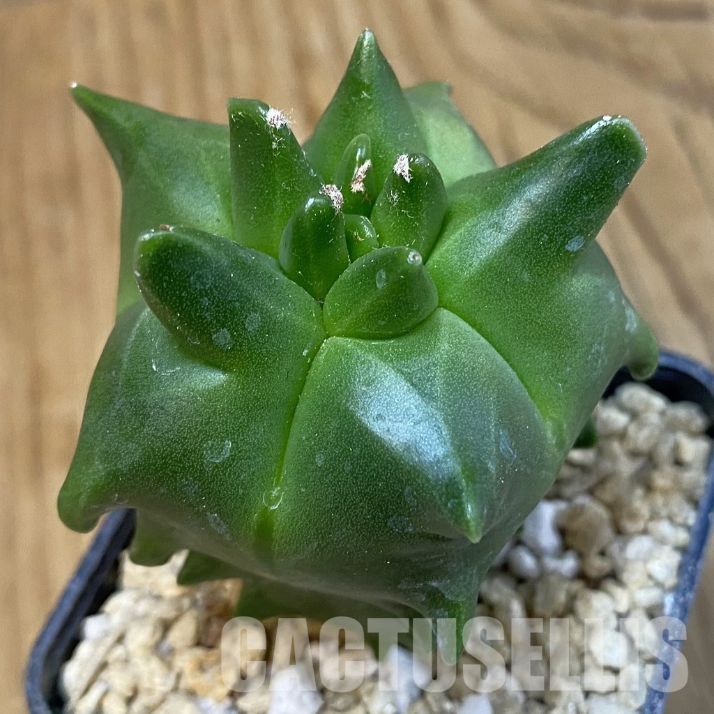 SH29626 Astrophytum myriostigma 'Kikko'