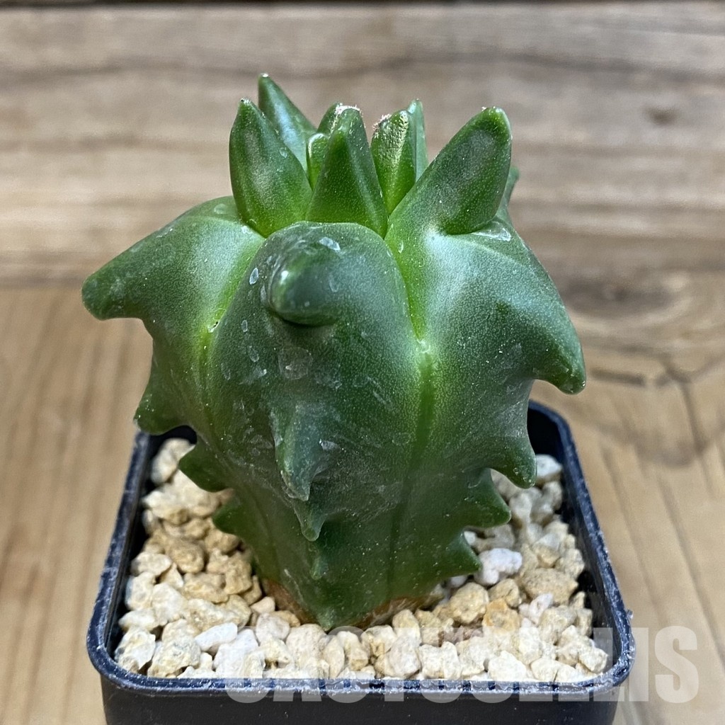 SH29626 Astrophytum myriostigma 'Kikko' - Image 2