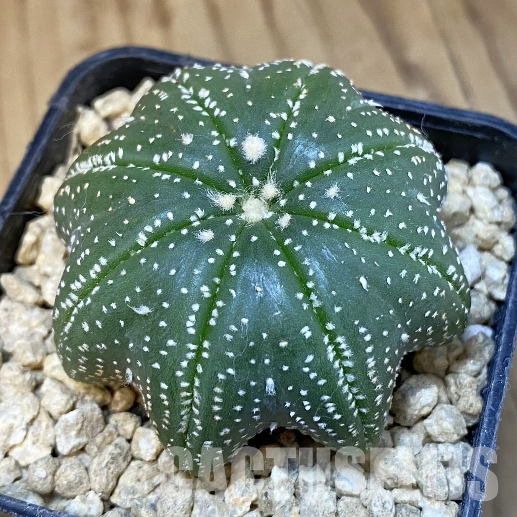 SH29627 Astrophytum asterias ‘Star Shape’
