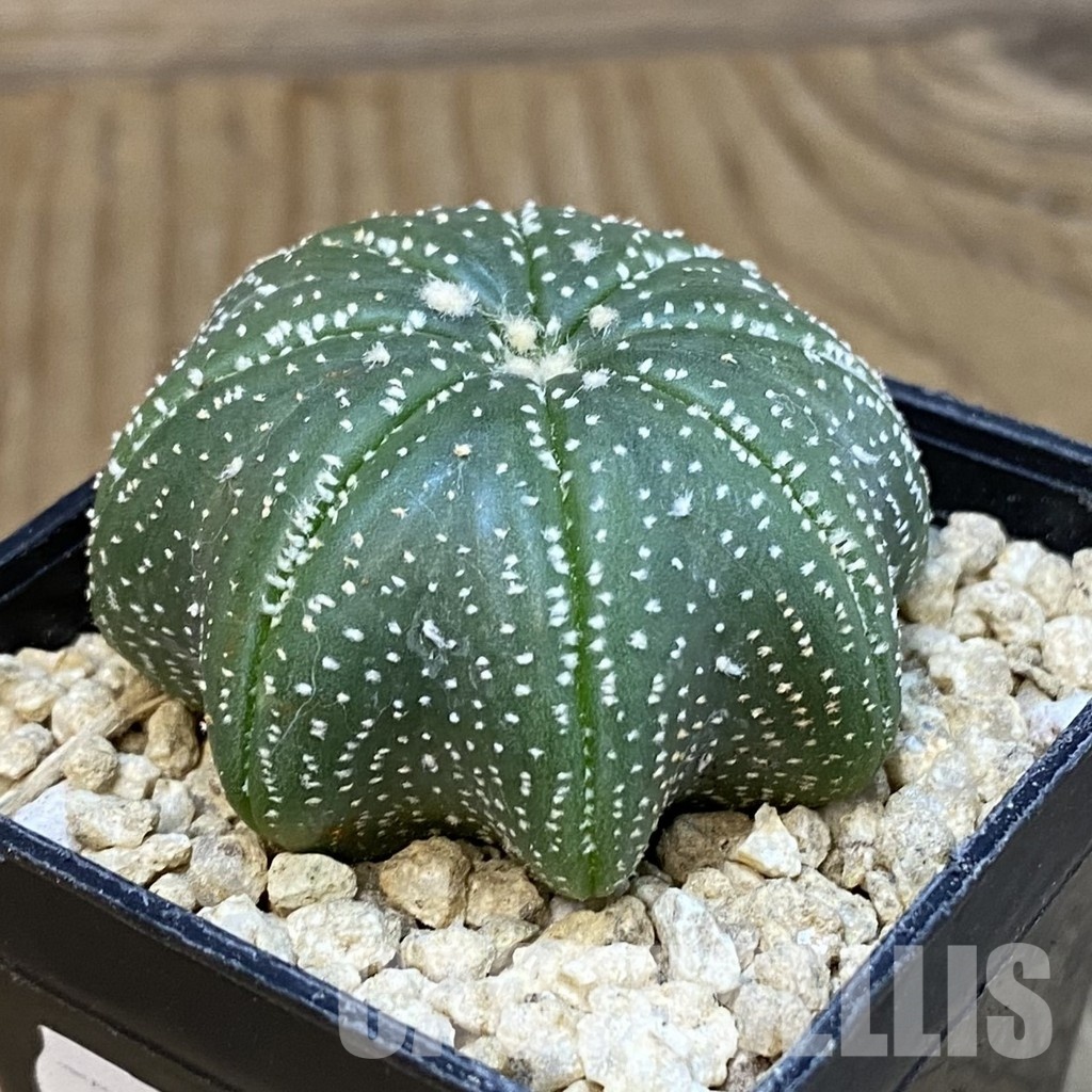 SH29627 Astrophytum asterias ‘Star Shape’ - Image 2