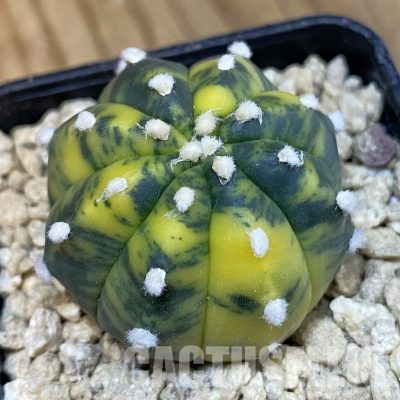 SH29628 Astrophytum asterias ‘Ooibo’ f. variegata