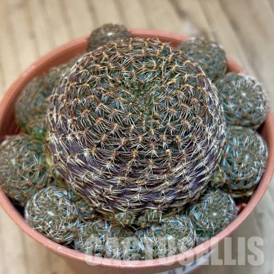 SHND29814 Rebutia heliosa v. condorensis
